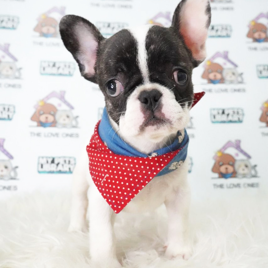 French Bulldog Puppy (Female) For Sale
