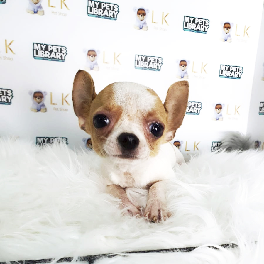 Chihuahua Puppy (Male) For Sale