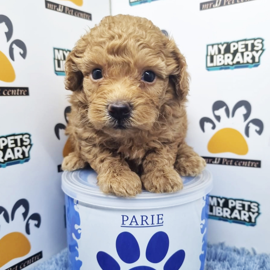Toy Poodle Puppy (Male) For Sale