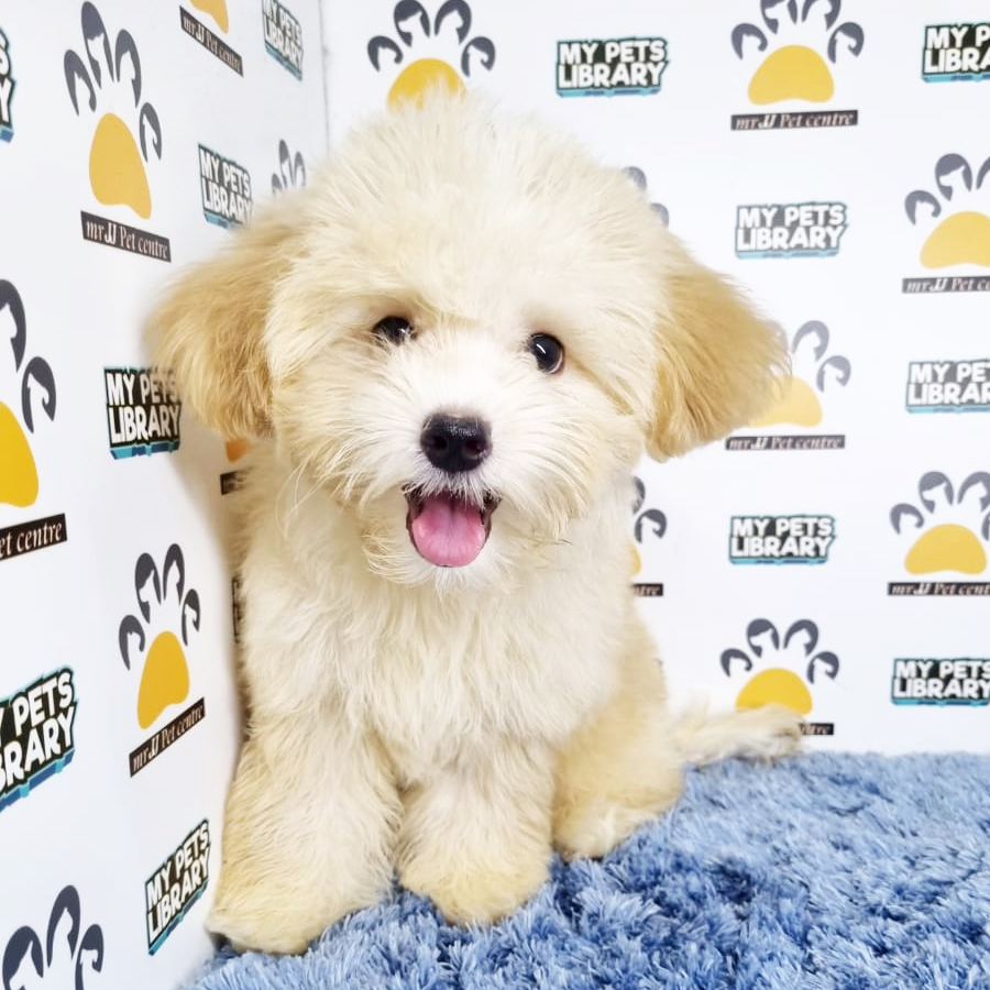 Toy Poodle Puppy (Male) For Sale