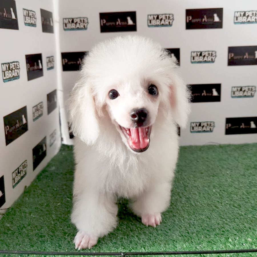 Toy Poodle Puppy (Male) For Sale
