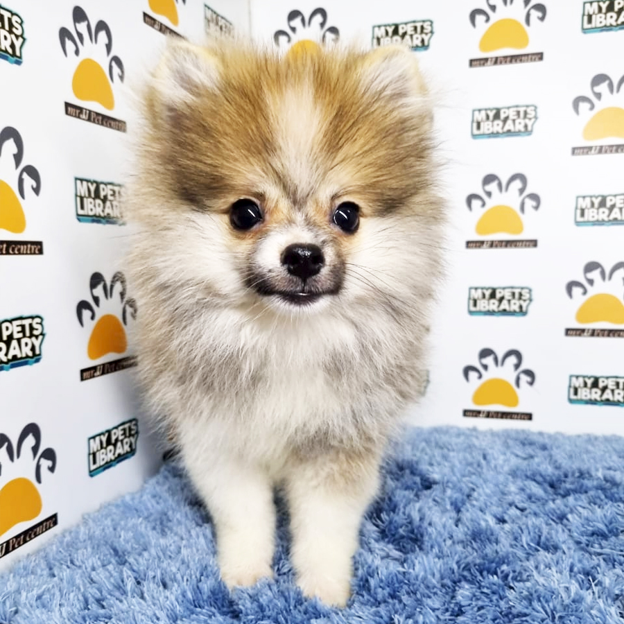 Pomeranian Puppy (Male) For Sale