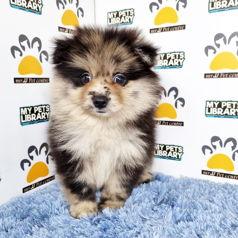 Pomeranian Puppy (Male) For Sale