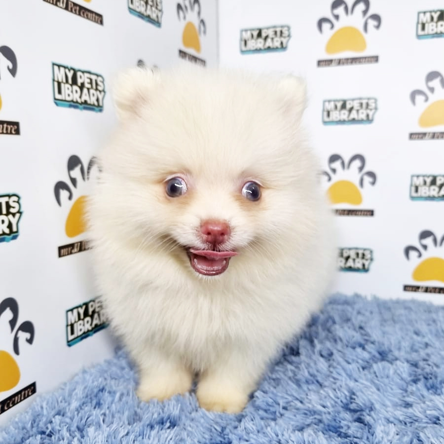 Pomeranian Puppy (Male) For Sale