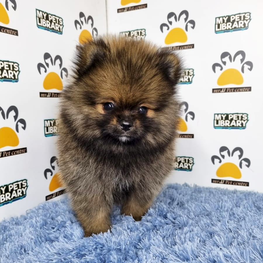 Pomeranian Puppy (Male) For Sale