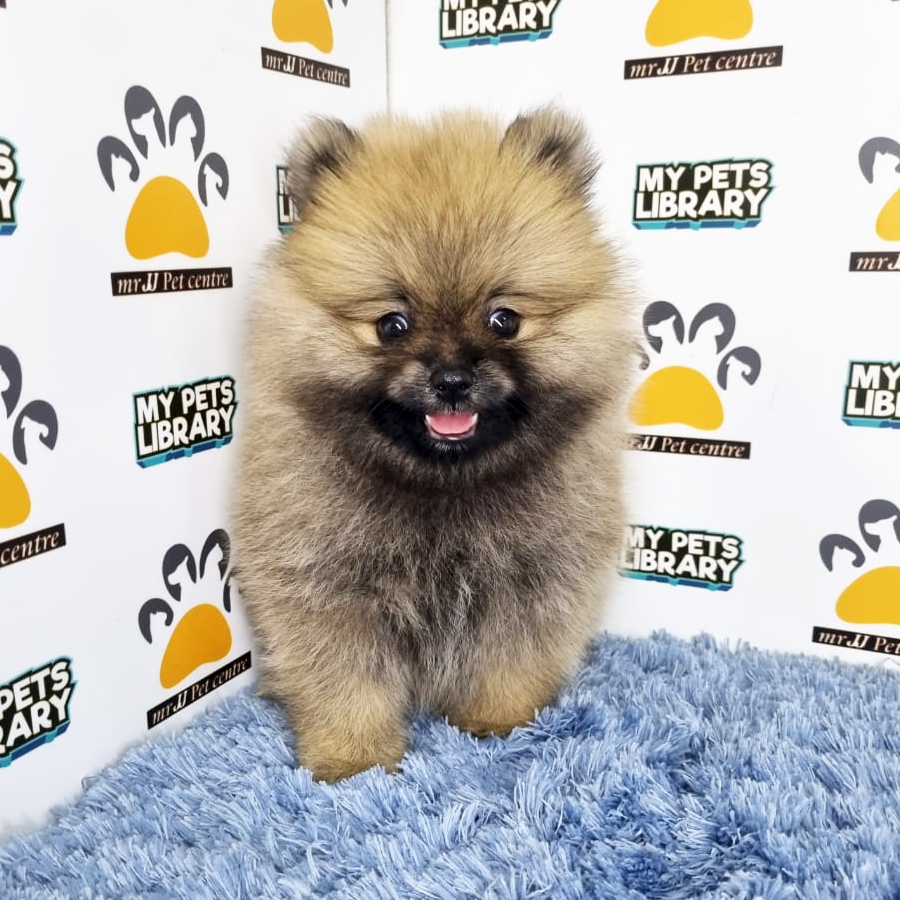 Pomeranian Puppy (Male) For Sale