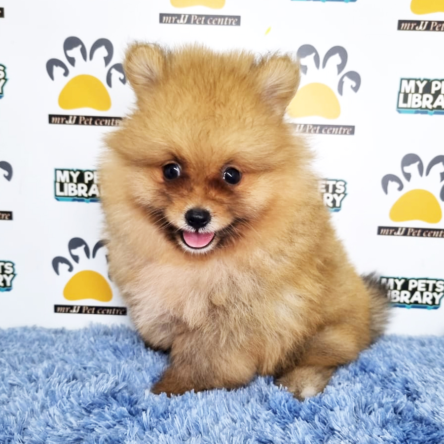 Pomeranian Puppy (Male) For Sale