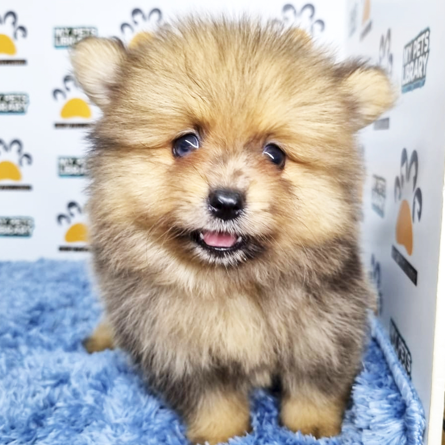 Pomeranian Puppy (Male) For Sale