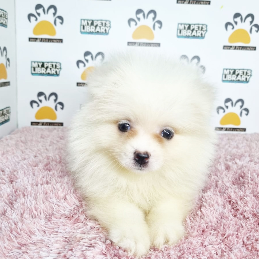 Pomeranian Puppy (Female) For Sale