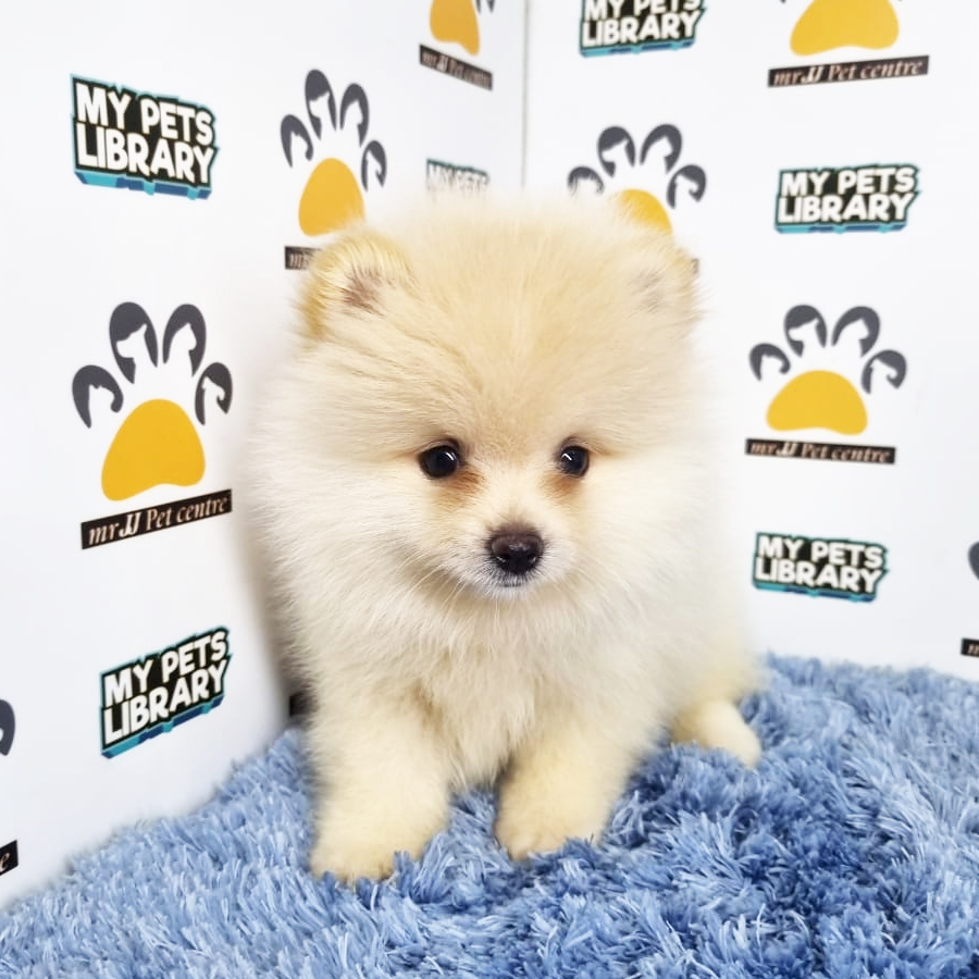 Pomeranian Puppy (Male) For Sale