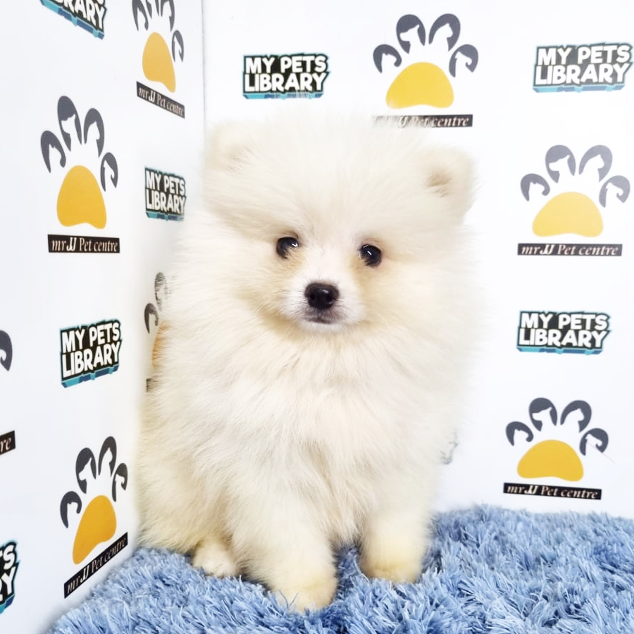 Pomeranian Puppy (Male) For Sale