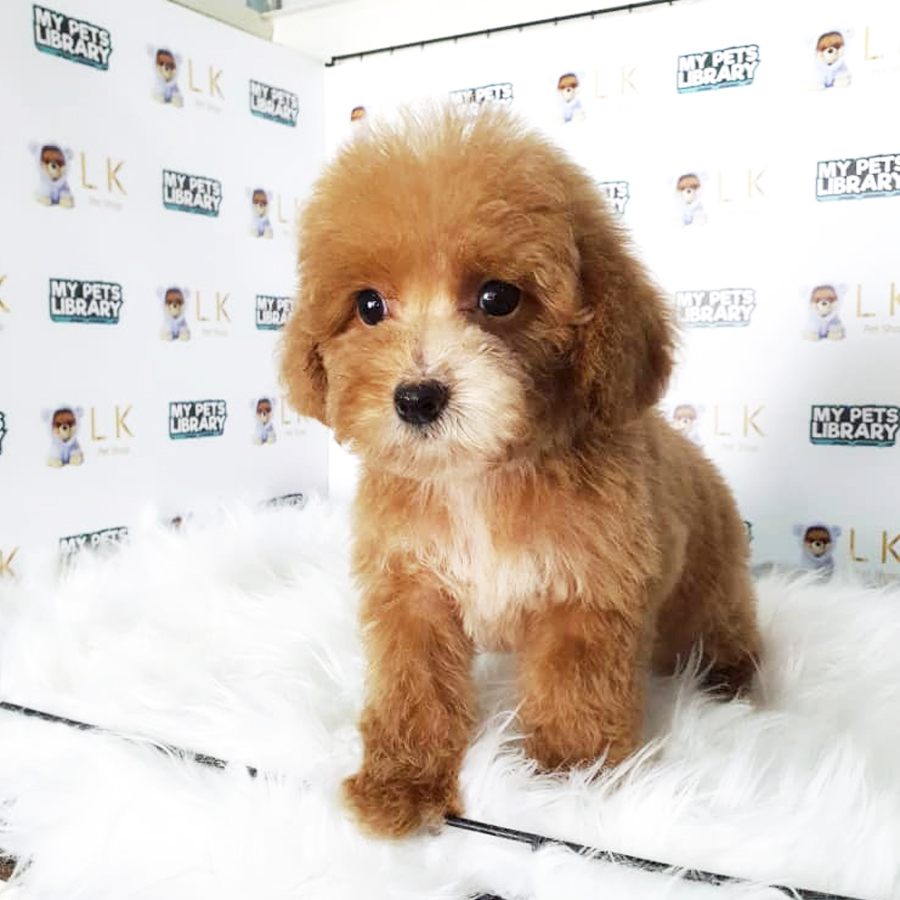 Toy Poodle Puppy (Female) For Sale