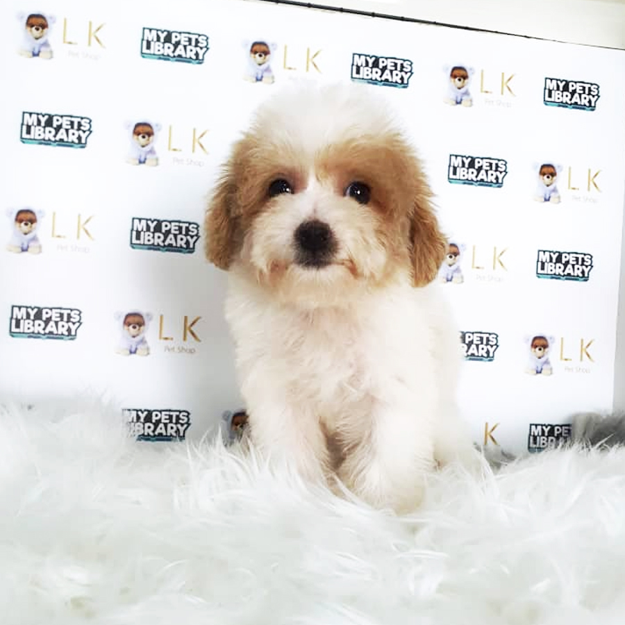 Toy Poodle Puppy (Female) For Sale