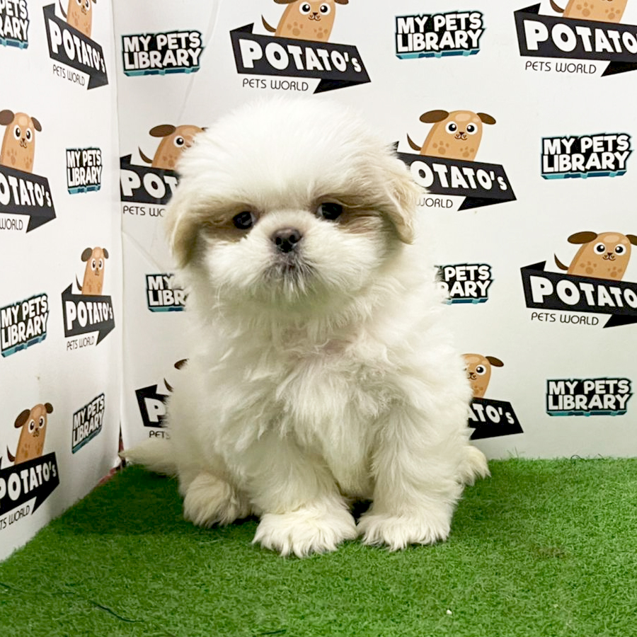 Shih Tzu Puppy (Male) For Sale