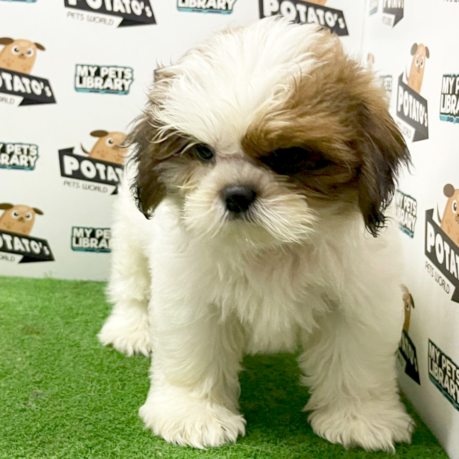 Shih Tzu Puppy (Male) For Sale