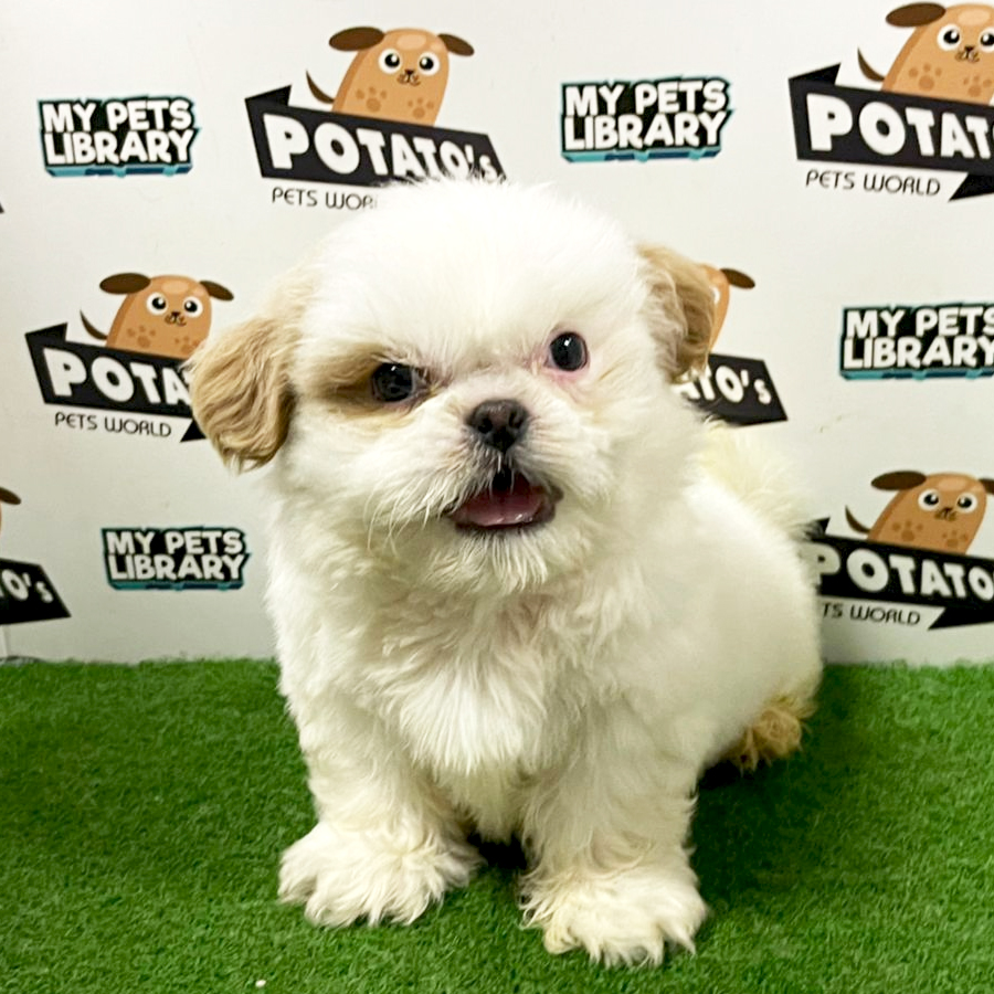 Shih Tzu Puppy (Male) For Sale