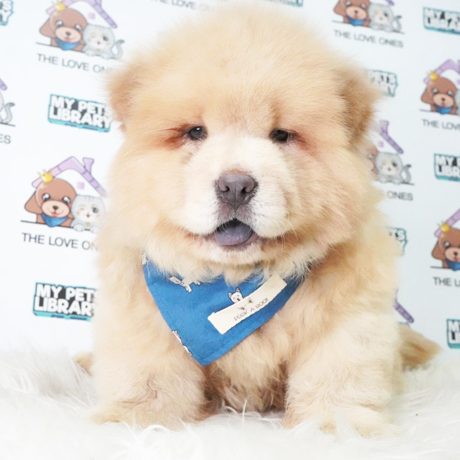 Chow Chow Puppy (Male) For Sale