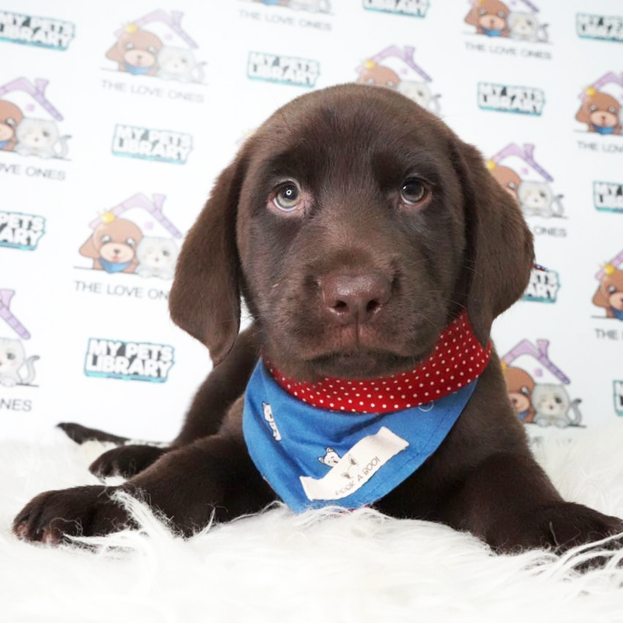 Labrador Retriever Puppy (Male) For Sale