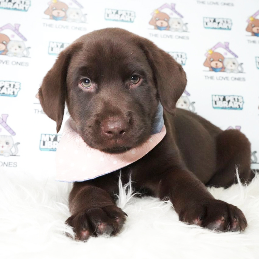 Labrador Retriever Puppy (Female) For Sale