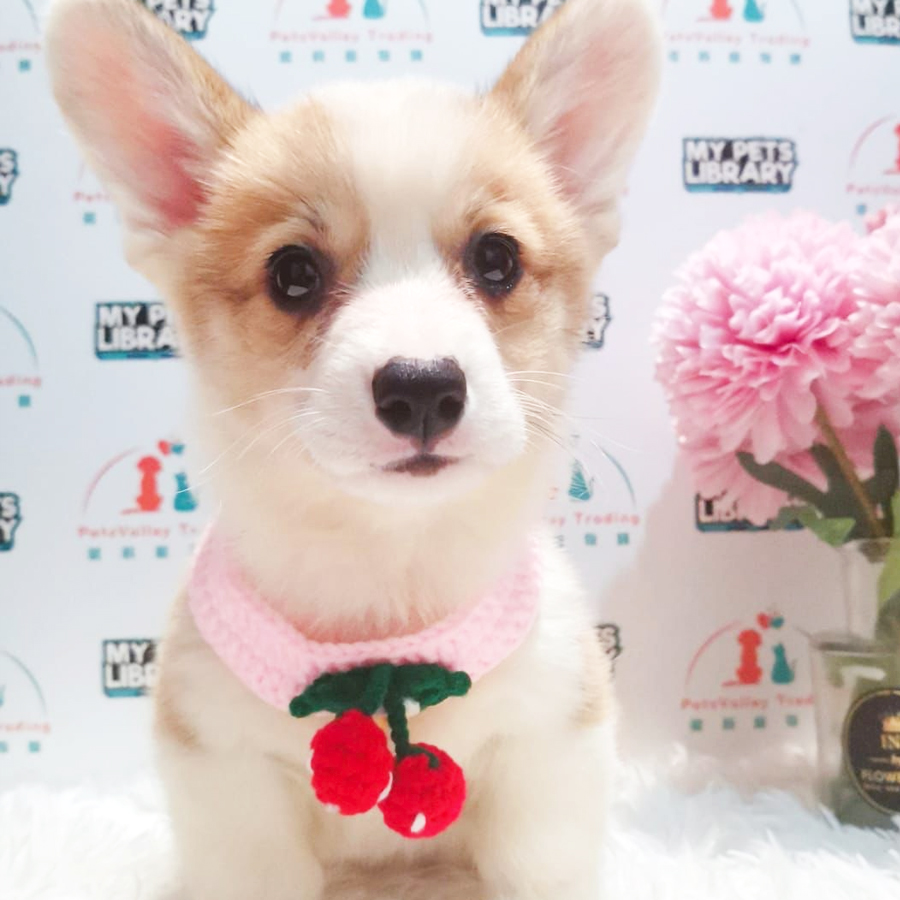 MKA Welsh Corgi Puppy (Male) For Sale
