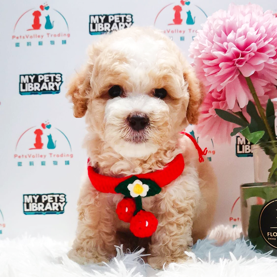 Toy Poodle Puppy (Male) For Sale