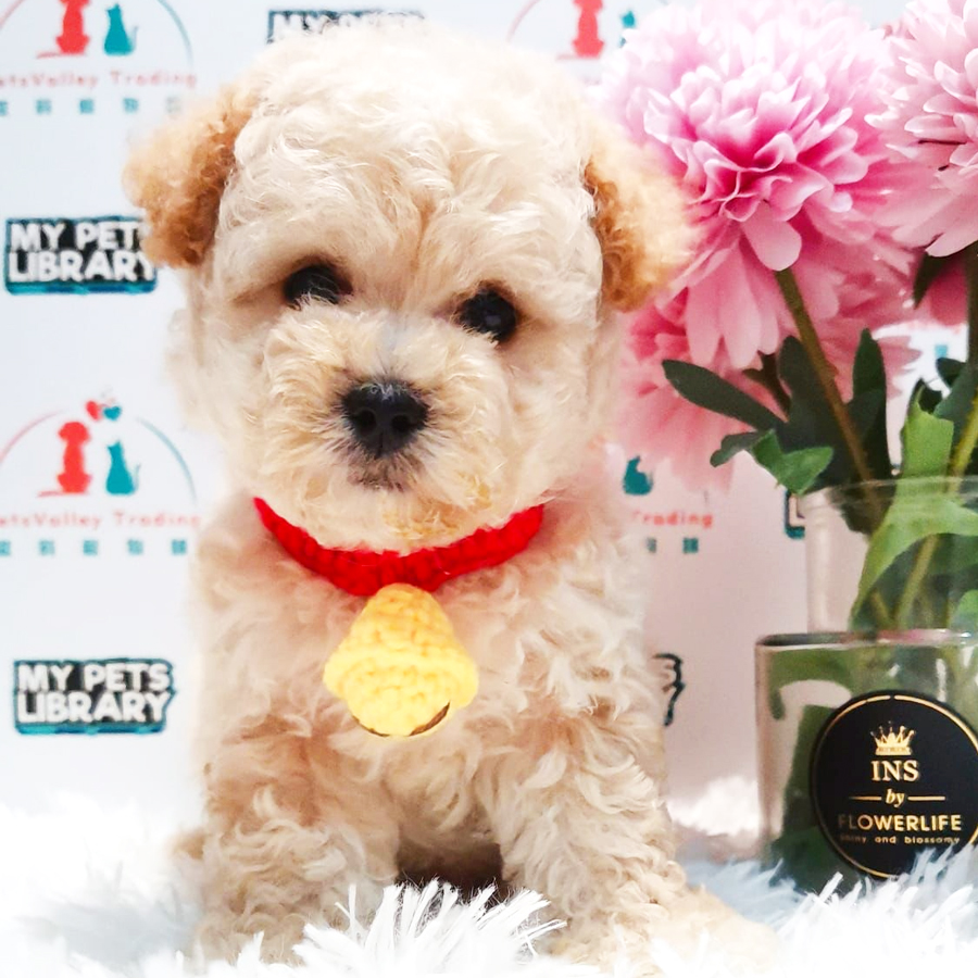 Toy Poodle Puppy (Male) For Sale