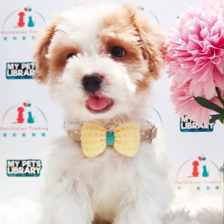 Maltipoo Puppy (Male) For Sale