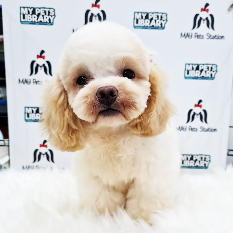 Maltipoo Puppy (Female) For Sale