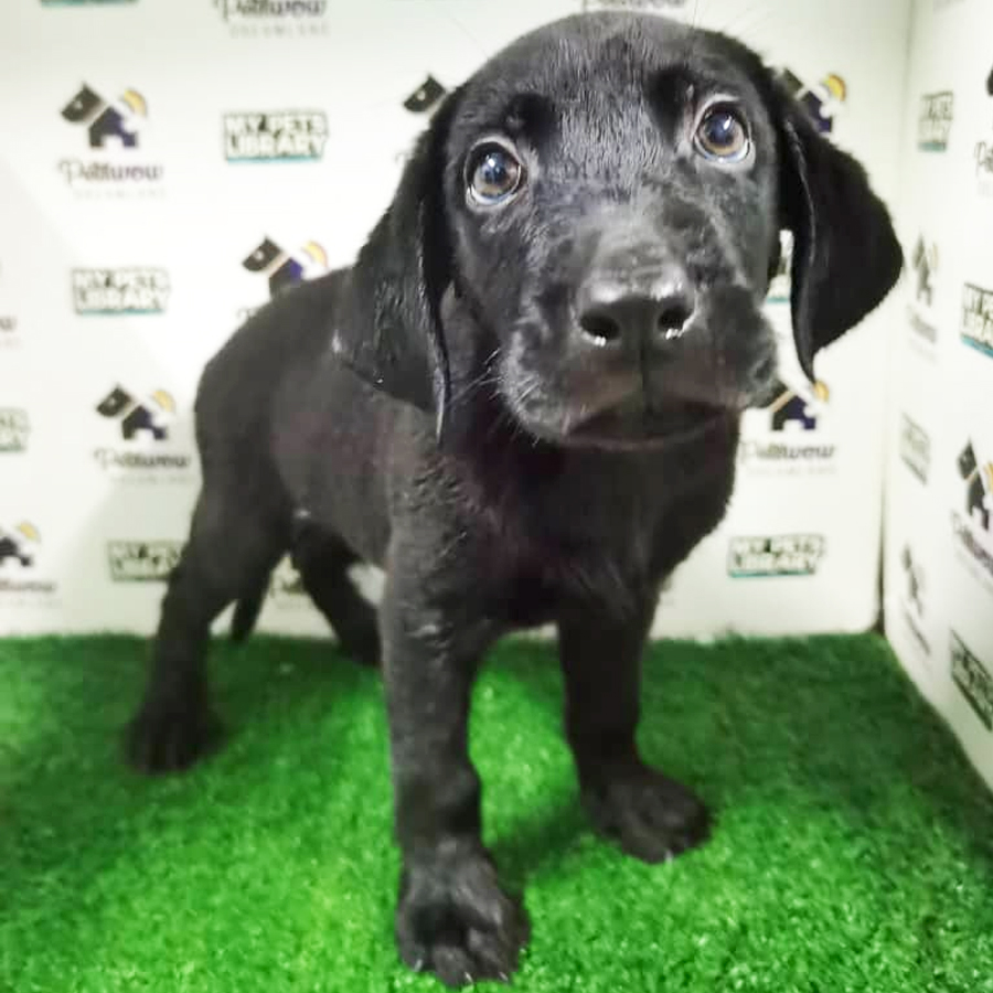 MKA Labrador Puppy (Female) For Sale