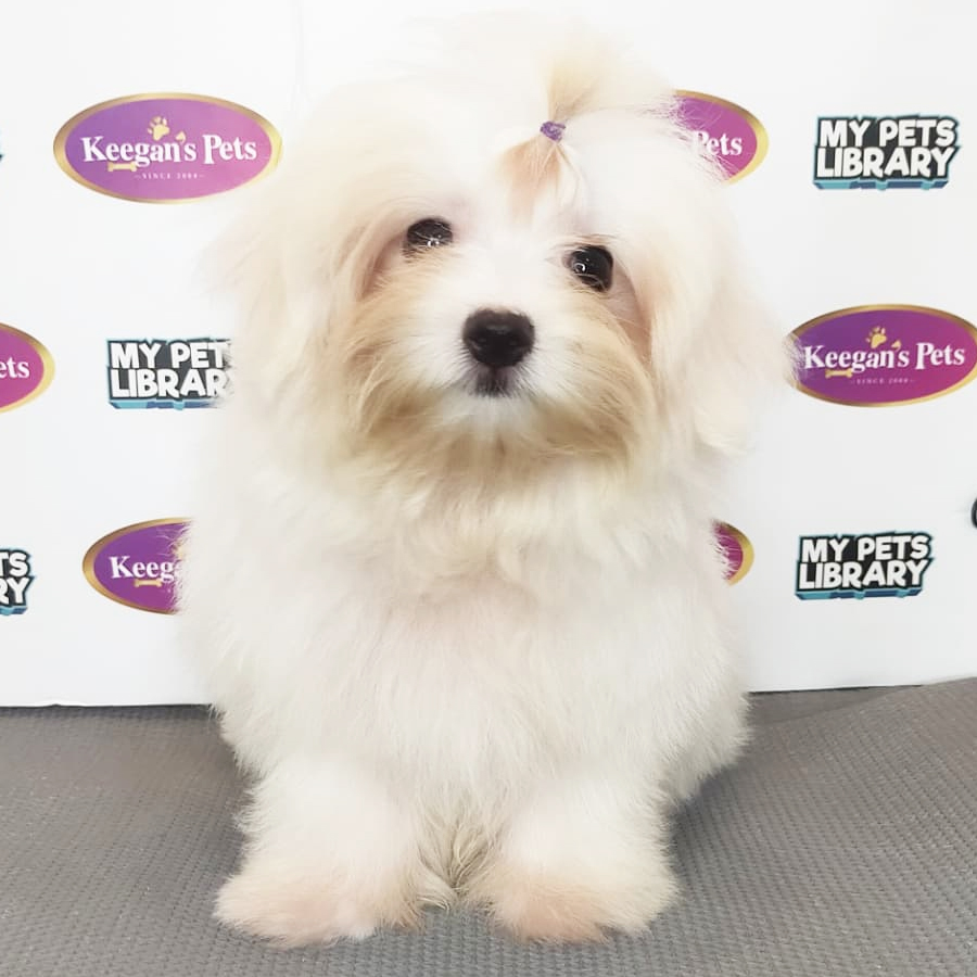MKA Maltese Puppy (Male) For Sale