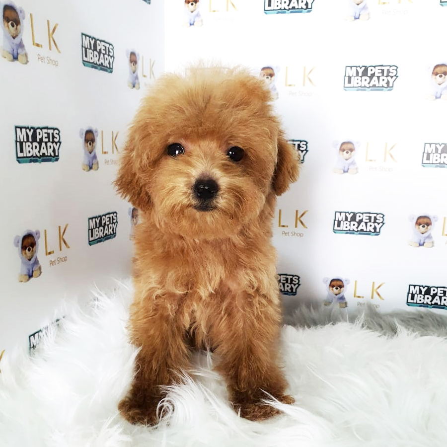 Toy Poodle Puppy (Male) For Sale