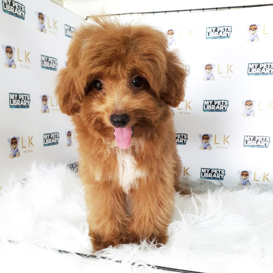 Toy Poodle Puppy (Female) For Sale
