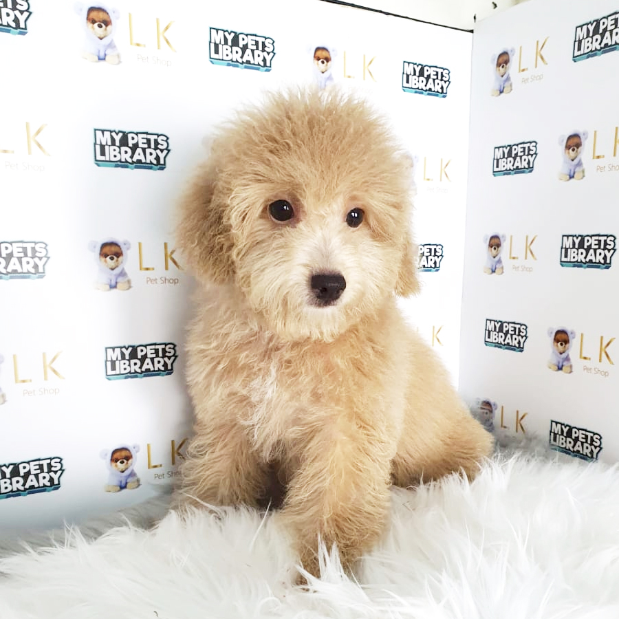 Toy Poodle Puppy (Female) For Sale