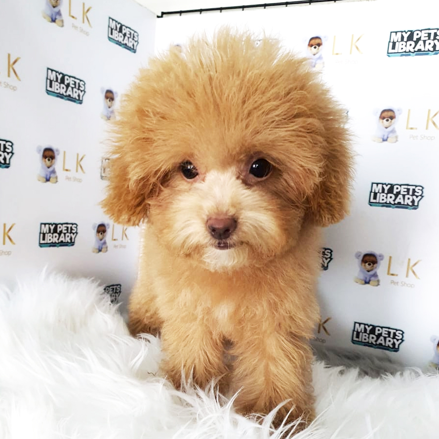 Toy Poodle Puppy (Female) For Sale