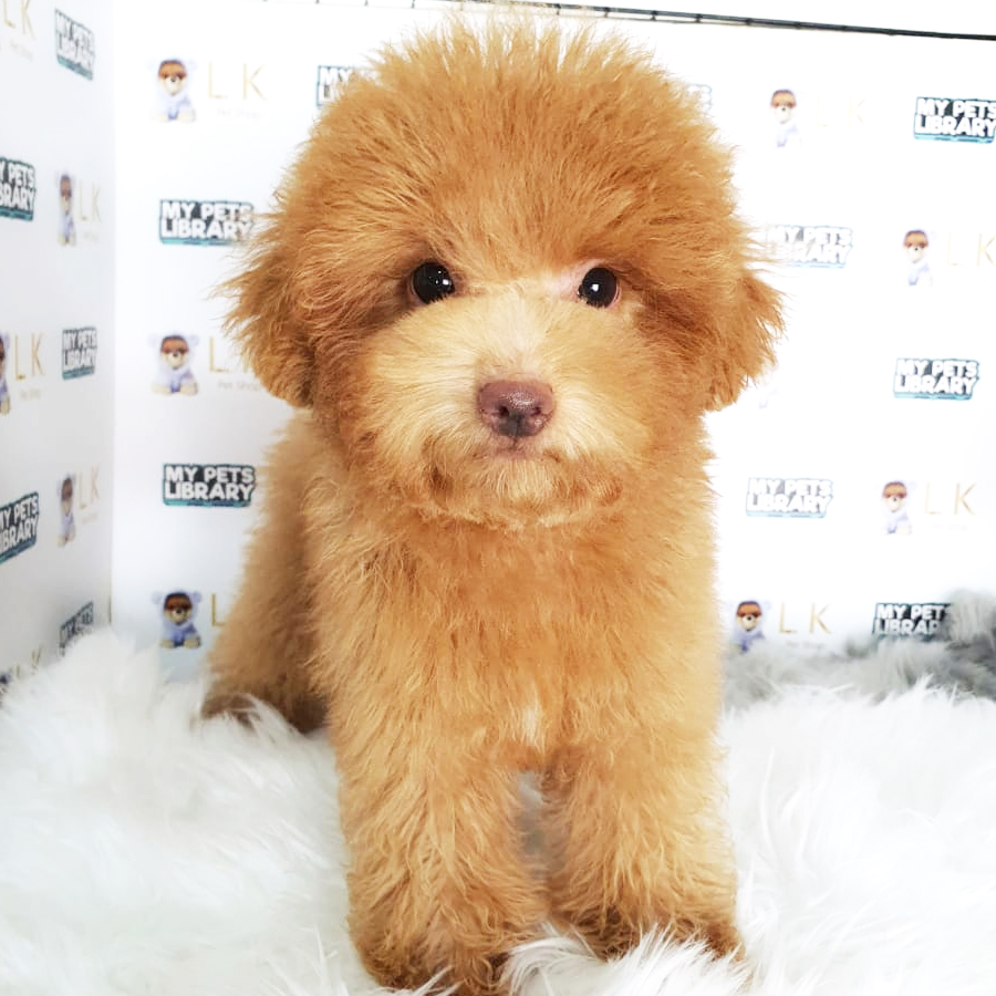 Toy Poodle Puppy (Male) For Sale