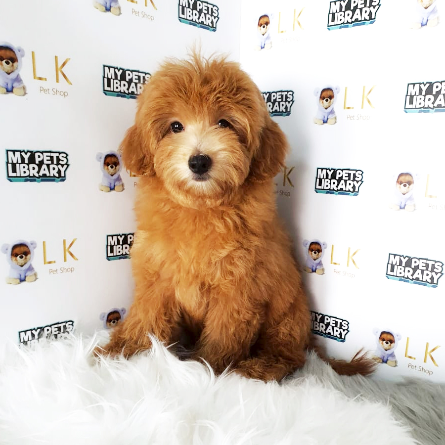 Toy Poodle Puppy (Female) For Sale