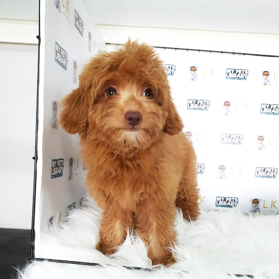 Toy Poodle Puppy (Female) For Sale