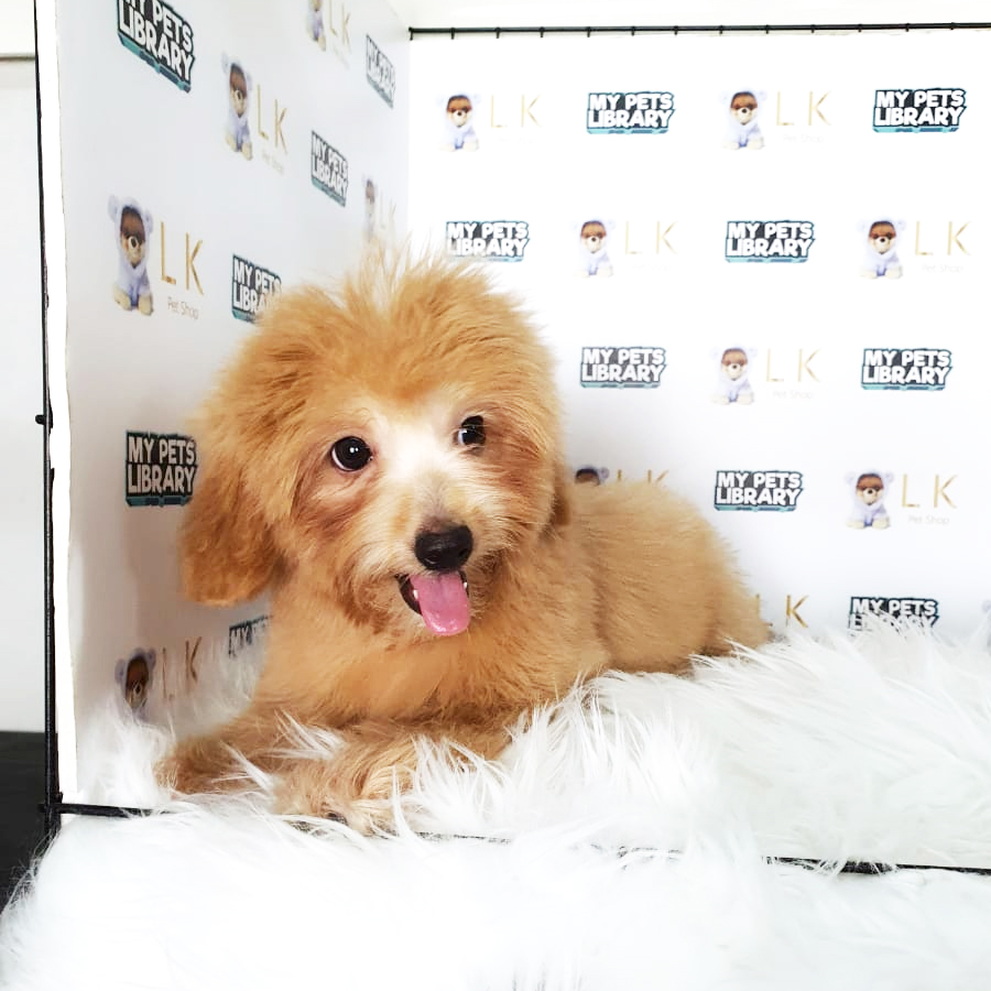 Toy Poodle Puppy (Female) For Sale
