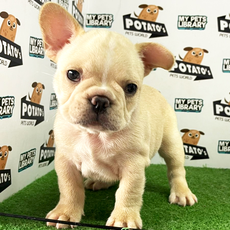 French Bulldog Puppy (Male) For Sale