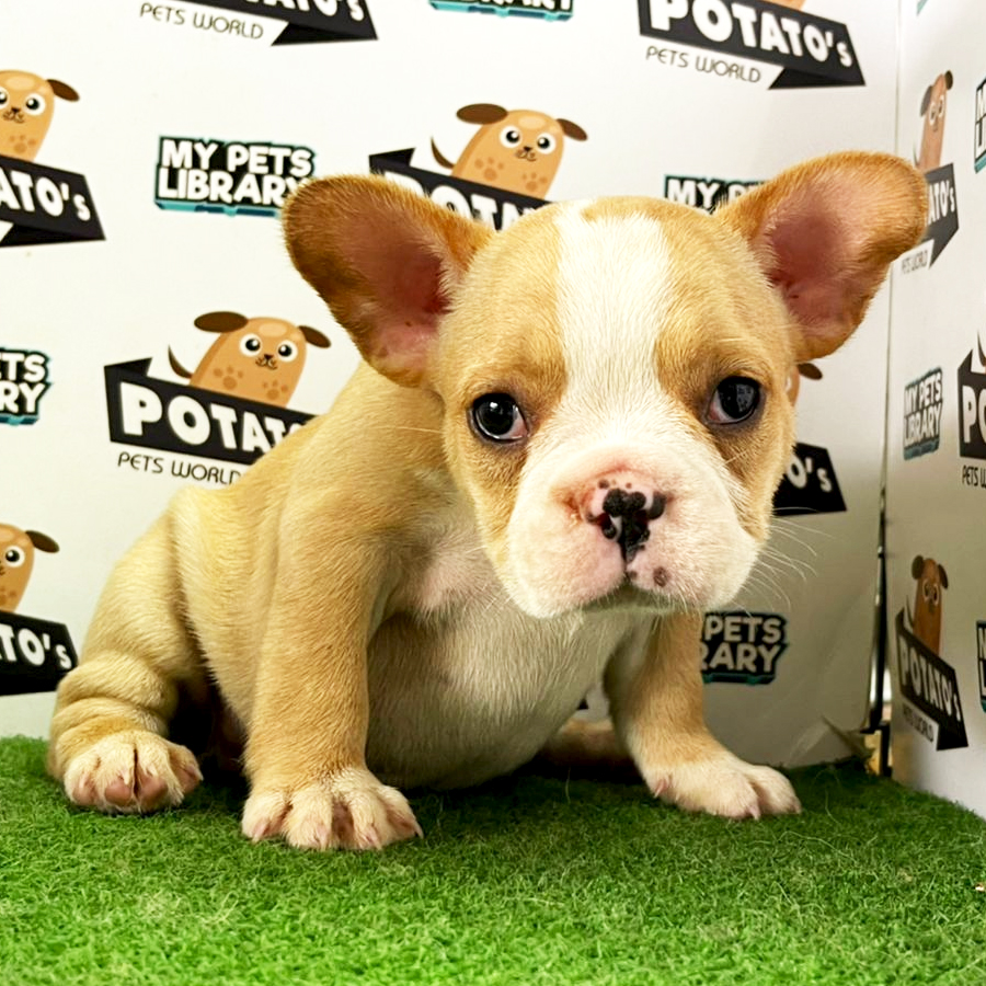 French Bulldog Puppy (Female) For Sale