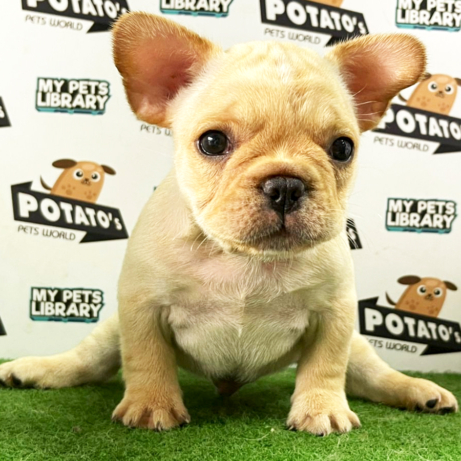 French Bulldog Puppy (Male) For Sale