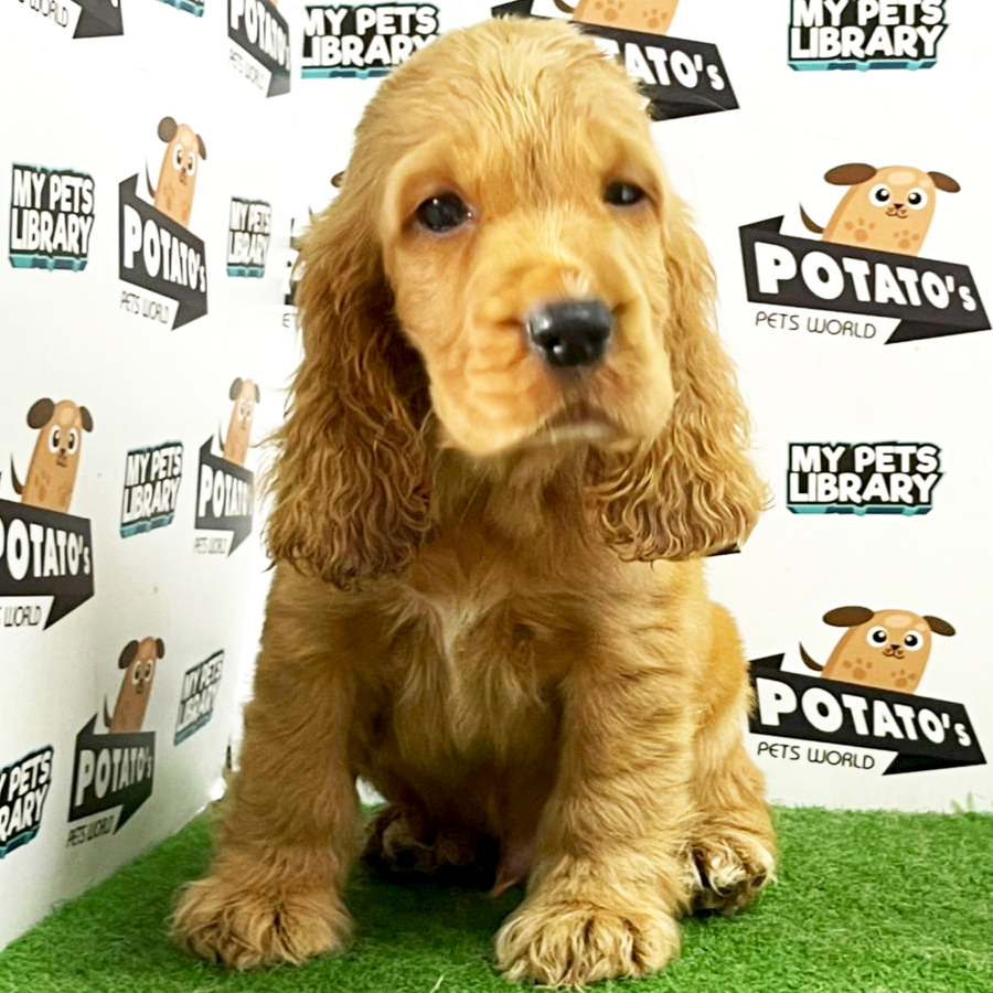 Cocker Spaniel Puppy (Male) For Sale
