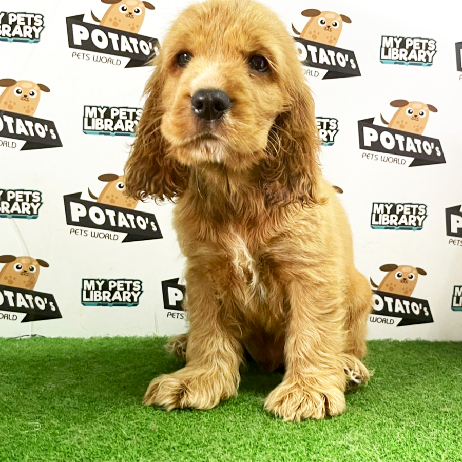 Cocker Spaniel Puppy (Male) For Sale