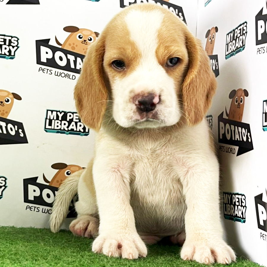 Beagle Puppy (Male) For Sale