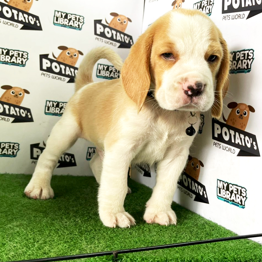 Beagle Puppy (Male) For Sale