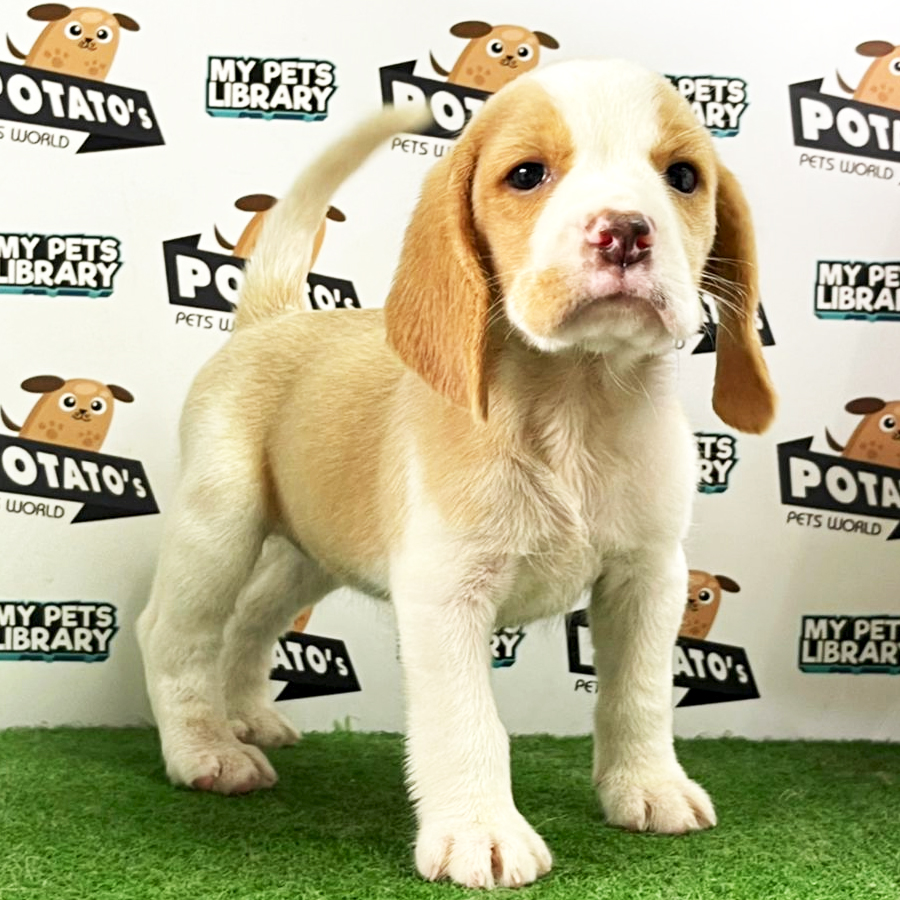 Beagle Puppy (Female) For Sale