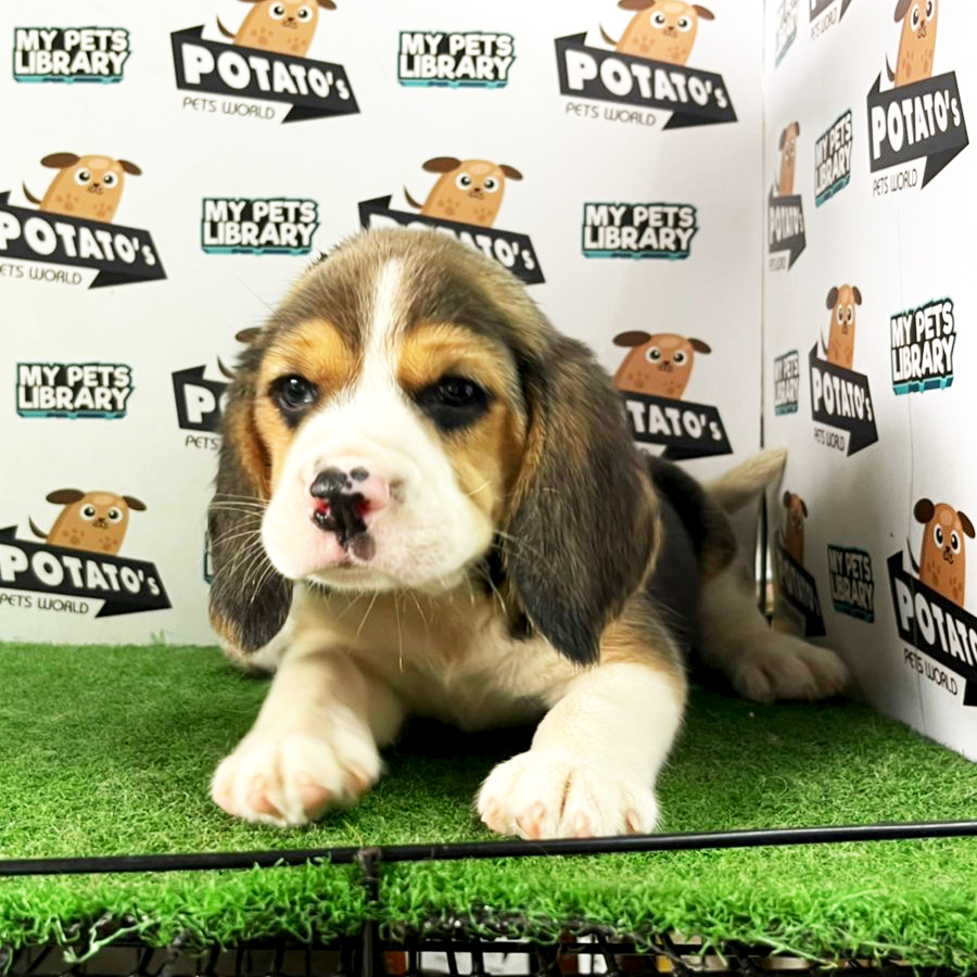 Beagle Puppy (Male) For Sale