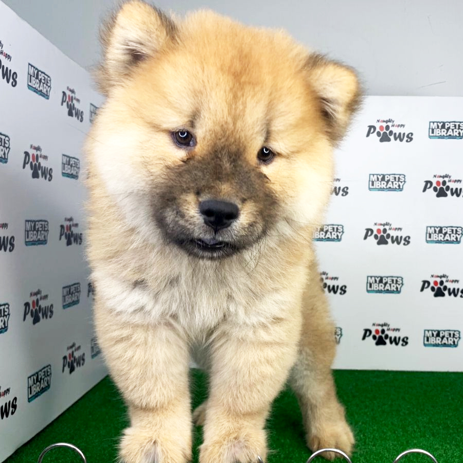 Chow Chow Puppy (Female) For Sale