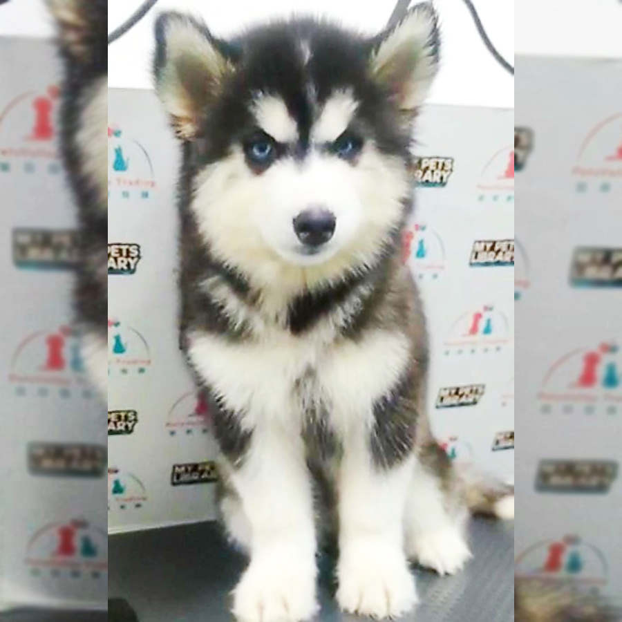 Wooly Husky Puppy (Female) For Sale