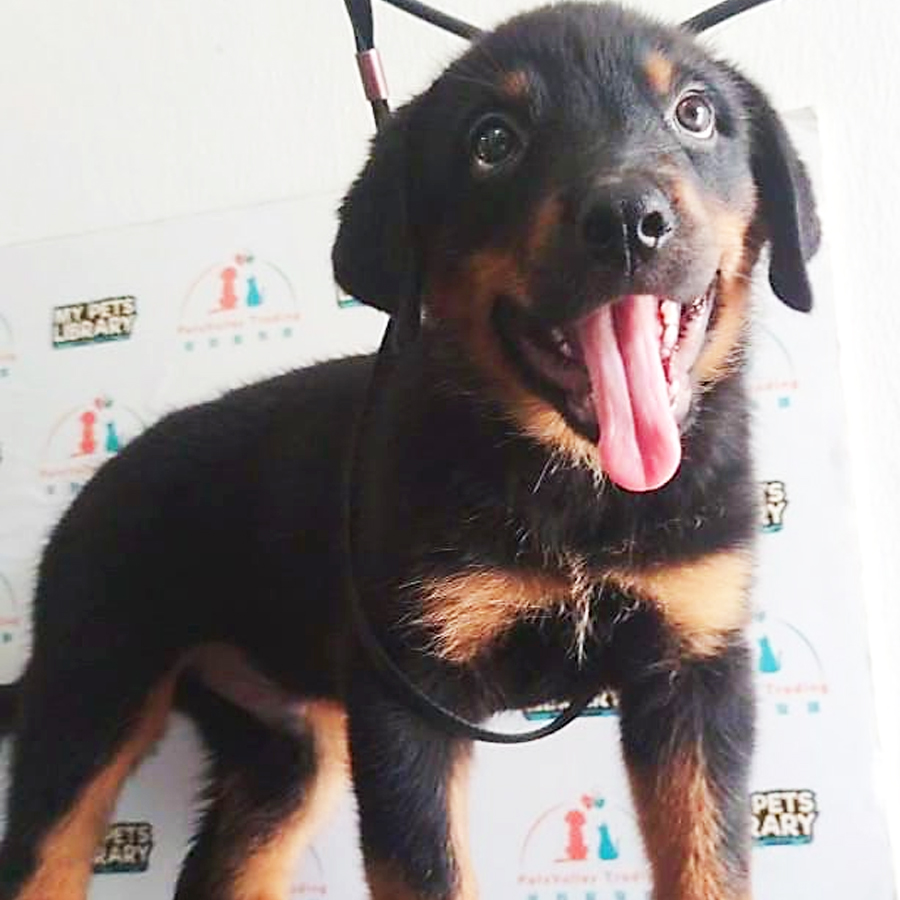 Rottweiler Puppy (Male) For Sale